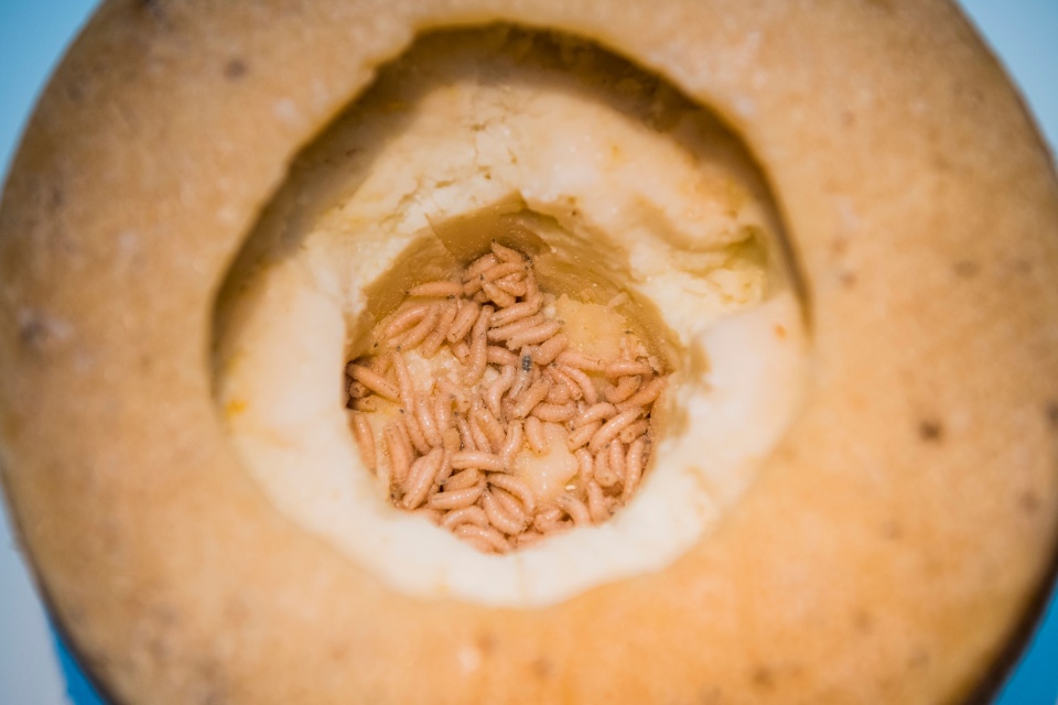 Vis O Casu Marzu O Queijo Feito Larvas Que Divide As Opini Es