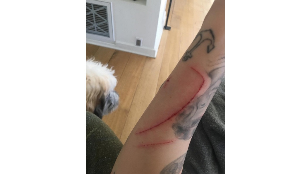 gatos.jpg