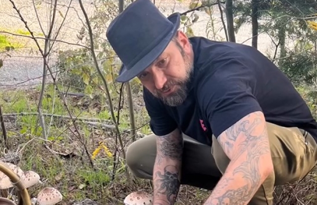 Ljubomir Stanisic apanha cogumelos e procura um micólogo