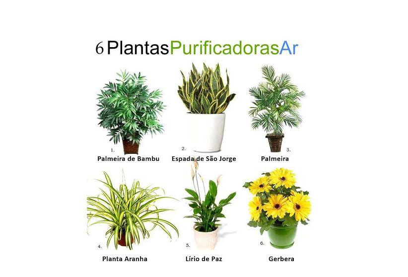 plantas.jpg