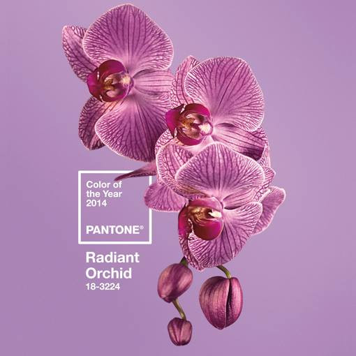 Pantone Orquídeoa Radiante.jpg