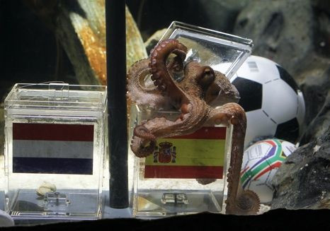 Polvo acerta mais uma vez... e Espanha ganha o mundial (com vídeo)