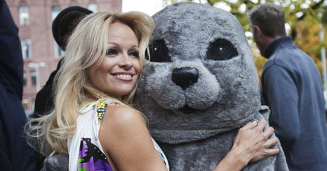 Pamela Anderson quer salvar focas