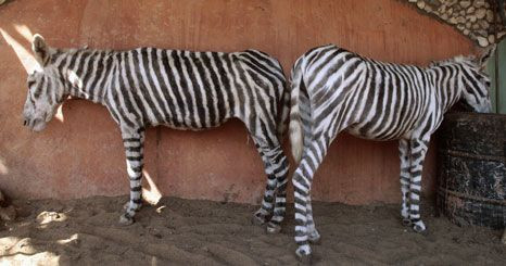 IMAGEM DO DIA: Zebras faz-de-conta