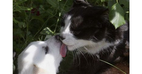 Ajude os animais abandonados... com uma só chamada!