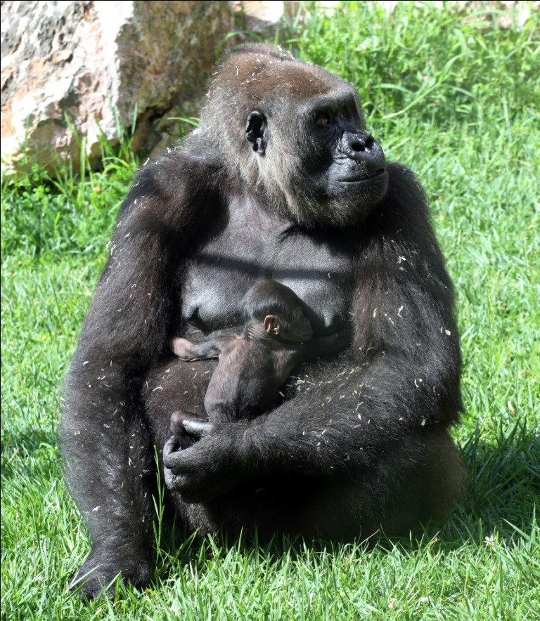 Cria de Gorila_Jardim Zool&oacute;gico_.jpg