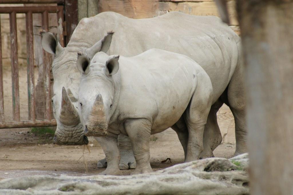 Jardim Zool&oacute;gico Rinoceronte-branco.jpg