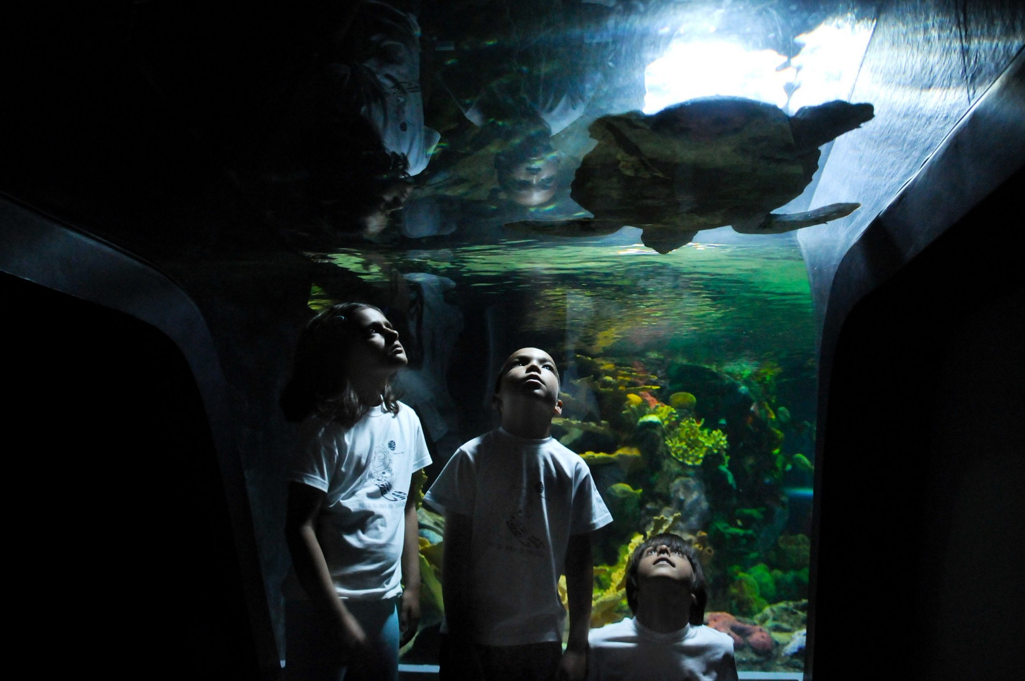 Exposicao temporaria Tartarugas marinhas. A viagem._Oceanario de Lisboa_Teresa Aires.jpg