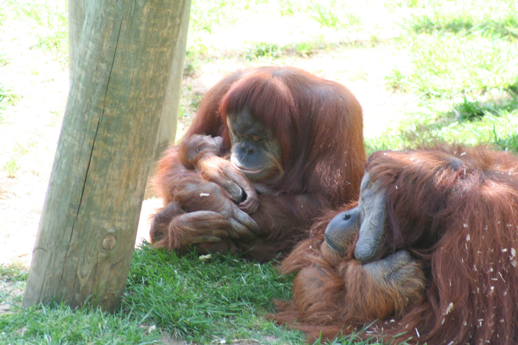 Cria orangotango_Jardim Zoológico.jpg