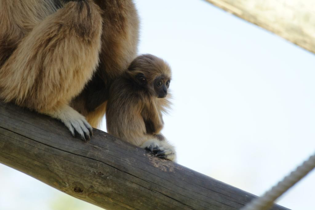 Cria Gib&atilde;o-de-m&atilde;os-brancas2.jpg