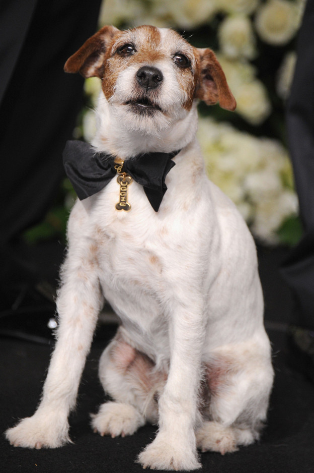 Uggie wearing a Chopard bow tie to the 84th Annual Academy Awards on February 26 2012 in Hollywood California.jpg