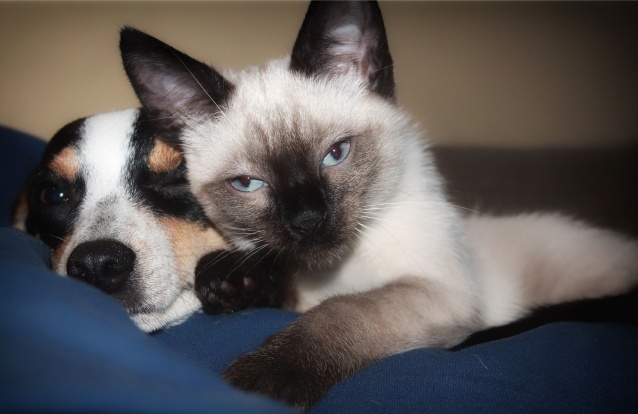 cão e gato