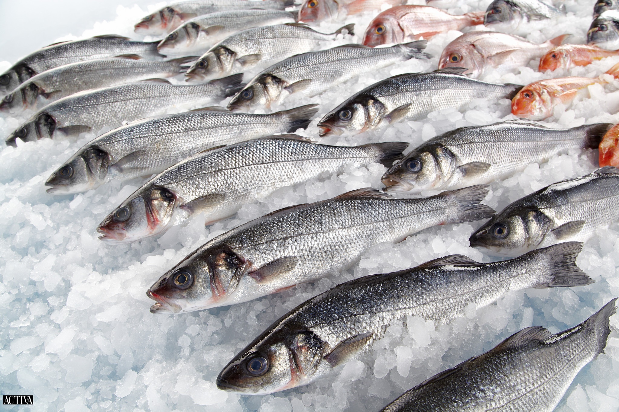 Activa | Este é o melhor tipo de peixe para colocar no prato