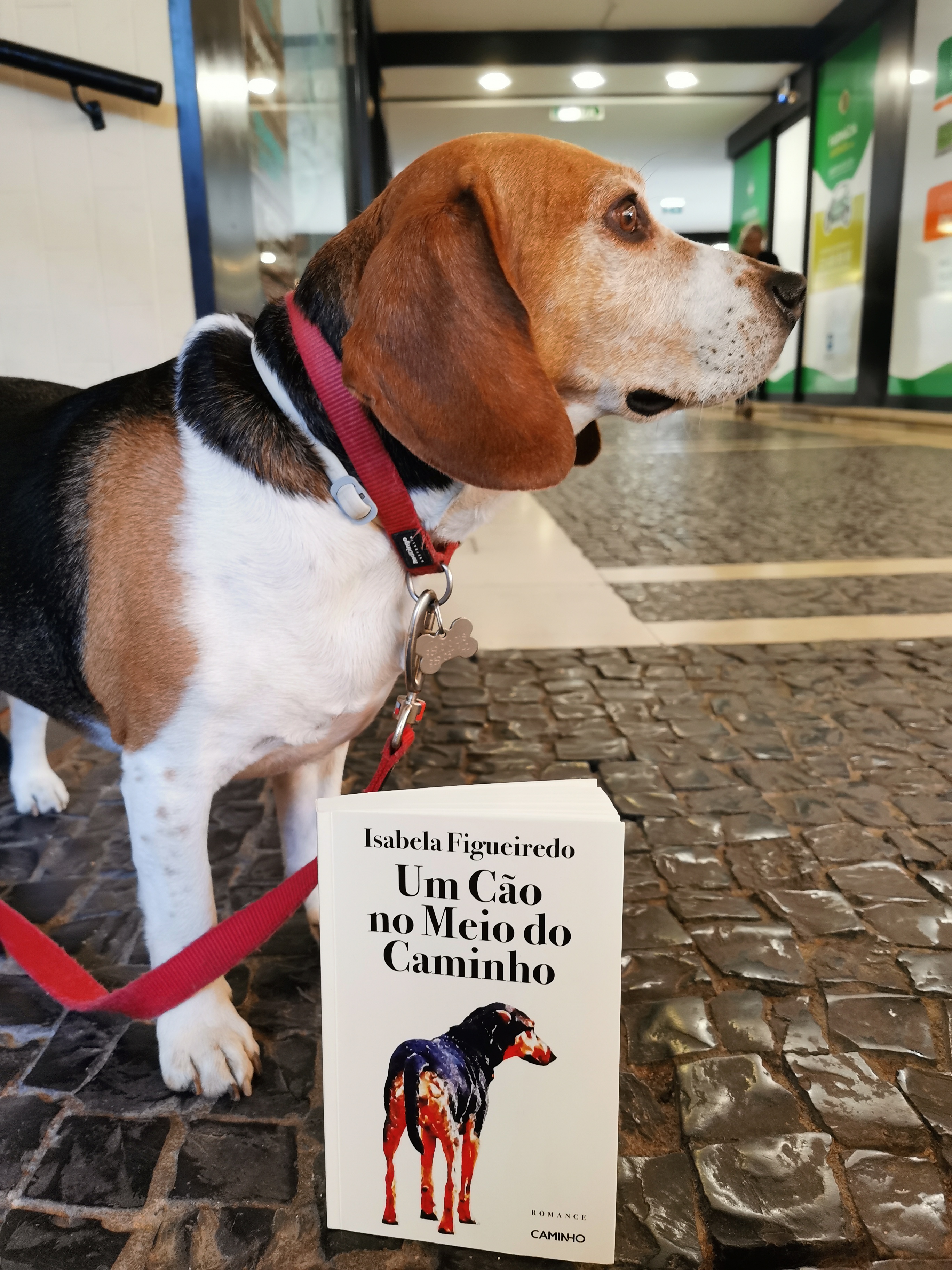 Um Cão no Meio do Caminho by Isabela Figueiredo