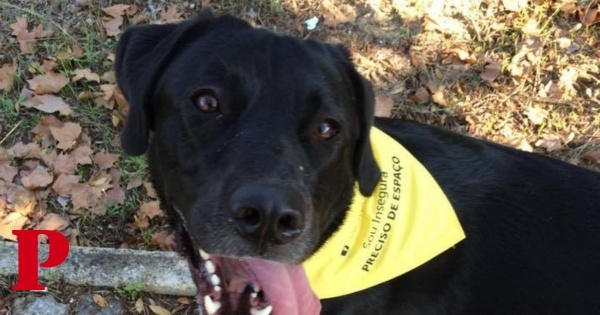 Se vires um cão com uma fita amarela, deixa-o em paz: ele quer espaço