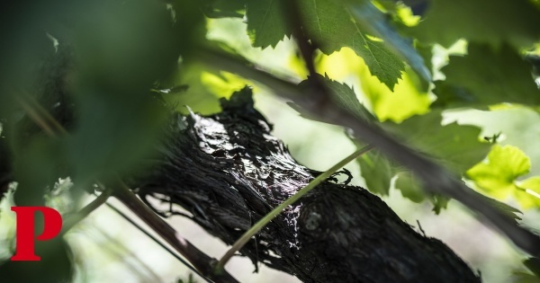 Política europeia do vinho incapaz de tornar sector mais sustentável ou competitivo