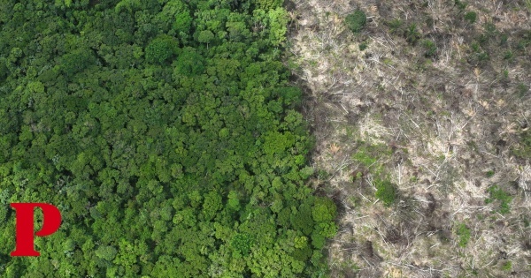 Cientistas antevêem “tempos terríveis” ao estudar dados de incêndios na Amazónia