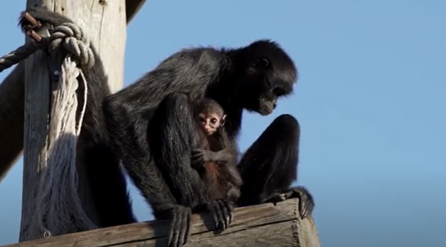 No Dia da Mãe visite o Jardim Zoológico e conheça a nova cria da morada mais selvagem de Lisboa