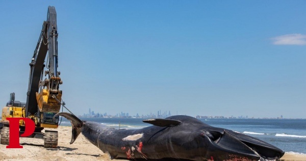 Nova Iorque investiga mistério da carcaça de baleia de 13,5 metros num navio de cruzeiro