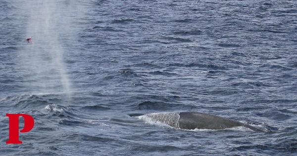 Ouça o canto das baleias-azuis do Antárctico que está a animar os cientistas