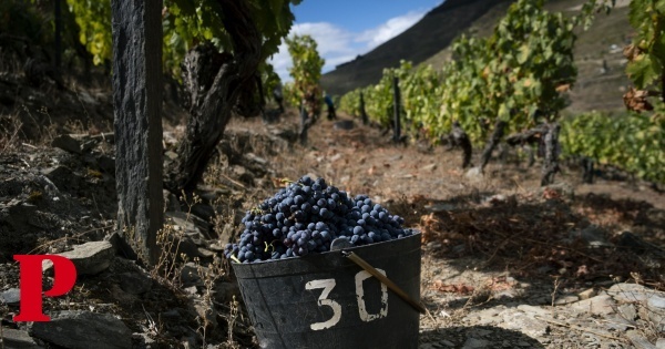 Douro aprova 90 mil pipas de vinho do Porto contra vontade do comércio