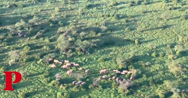 Em 50 anos, perdemos 90% dos elefantes da floresta — e futuro dos restantes é sombrio