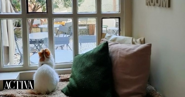 Se gosta de gatos, tem mesmo de ir a este cat café no Porto