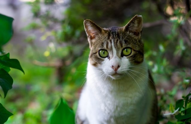 10 coisas que nunca se fazem a um gato