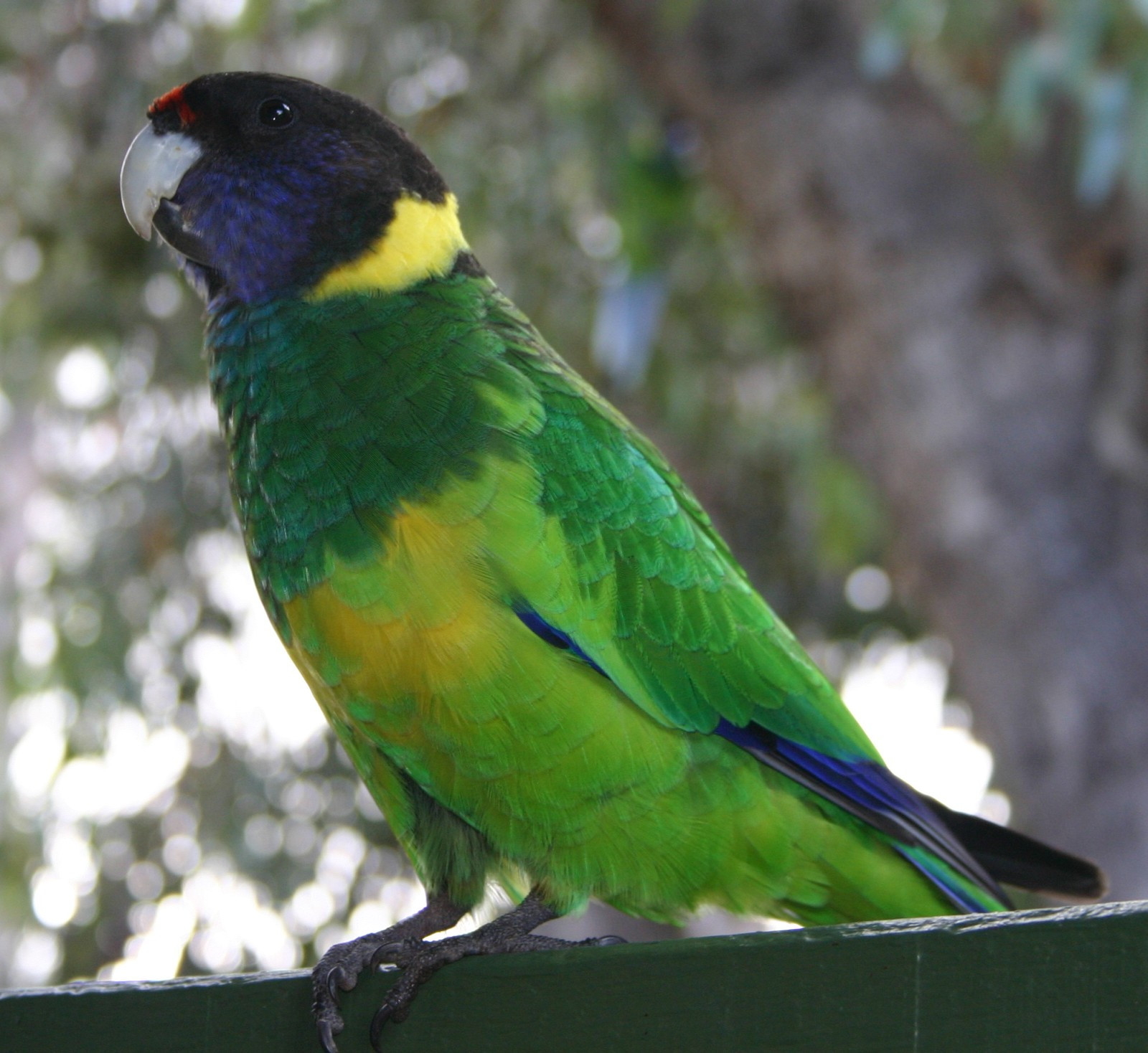 Port_Lincoln_parrot_at_Augusta_profile.jpg