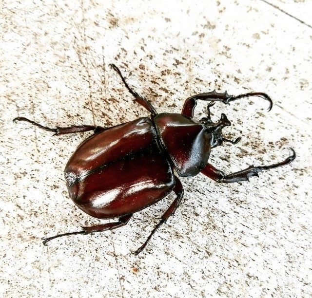 escaravelho.jpg