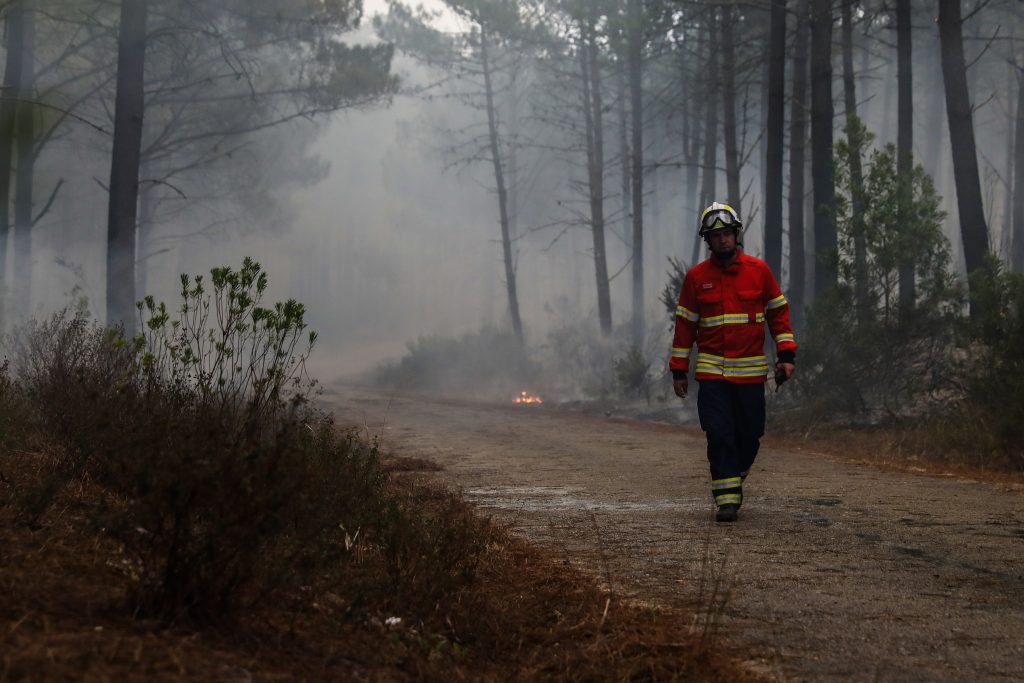 Pinhal de Leiria 11