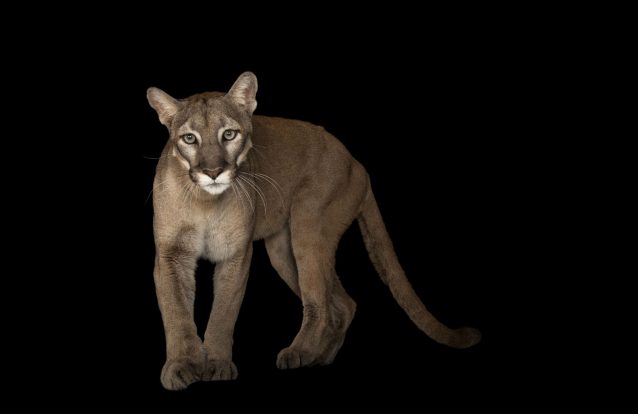 'Photo Ark' é uma exposição com imagens deslumbrantes dos animais que ainda podemos salvar