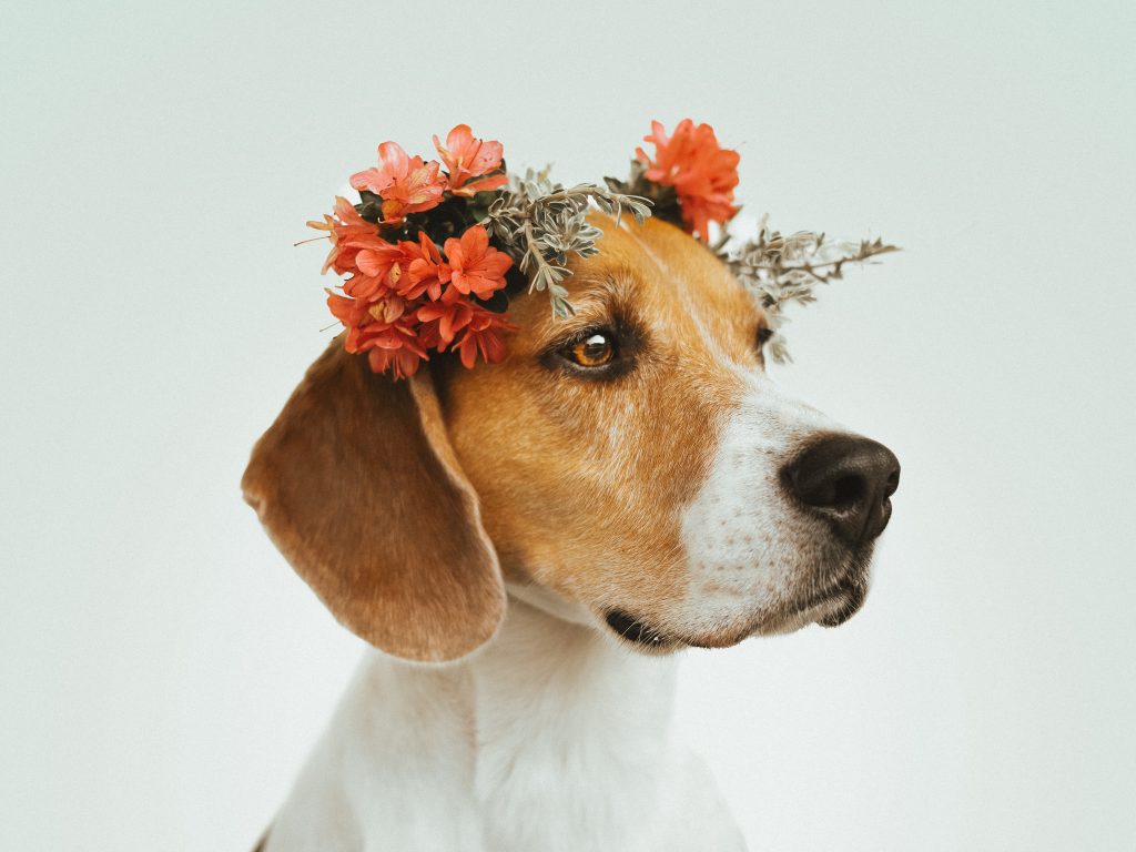 12 serviços para tratar os nossos cães e gatos como eles merecem