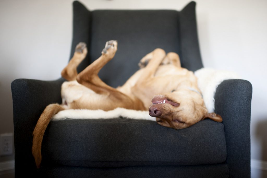 Cães a brincar, cães a trabalhar, cães a serem cães. Estas são as melhores fotos caninas do ano 7