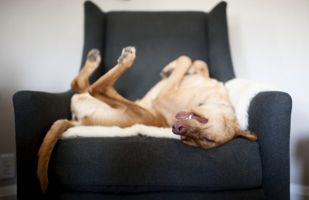 Cães a brincar, cães a trabalhar, cães a serem cães. Estas são as melhores fotos caninas do ano 7