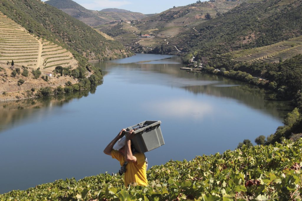 É tempo de vindimar: Oito sugestões para meter as mãos nas uvas e os pés no lagar