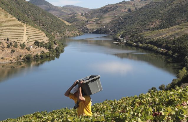 É tempo de vindimar: Oito sugestões para meter as mãos nas uvas e os pés no lagar