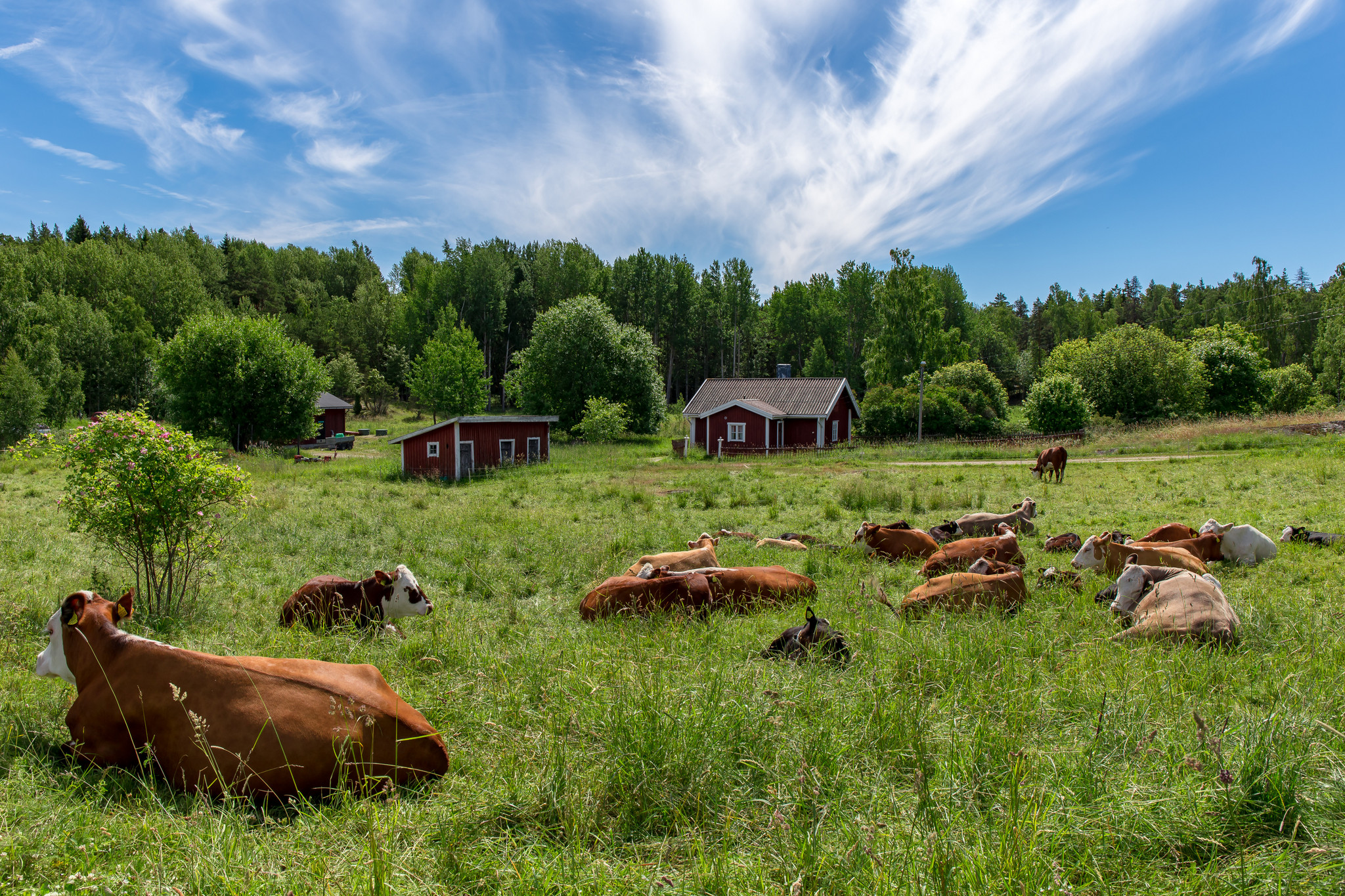 vacas finlandia