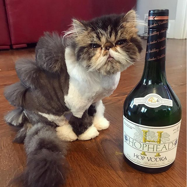 gato puss_in_booze.PNG
