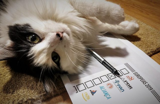 Dez anos a levar no focinho ou a outra história do PAN