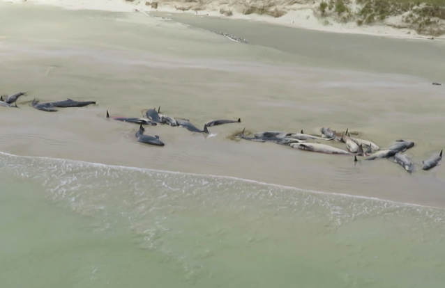 145 baleias deram à costa numa praia remota da Nova Zelândia e as imagens aéreas ajudam a perceber a dimensão do episódio