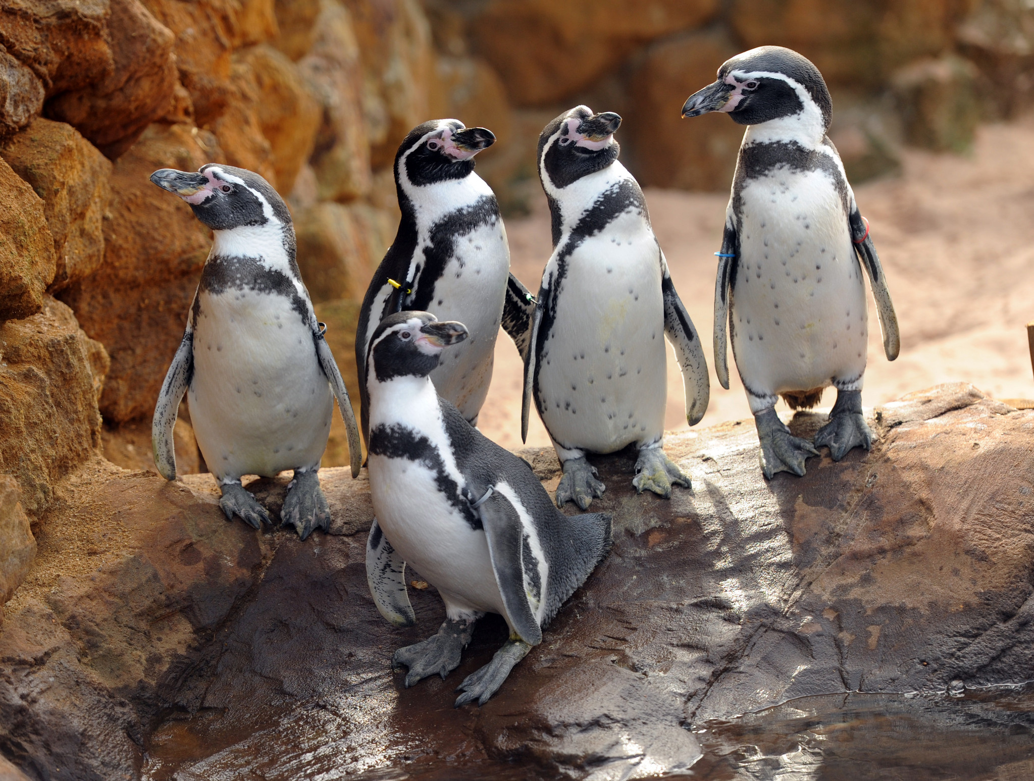 Pinguins SEA LIFE Porto.jpg
