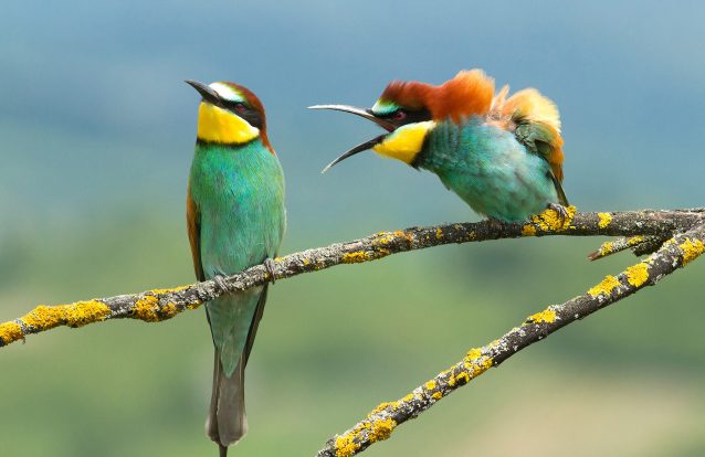 Já há 40 finalistas do concurso de fotografia de animais mais cómica do ano 9