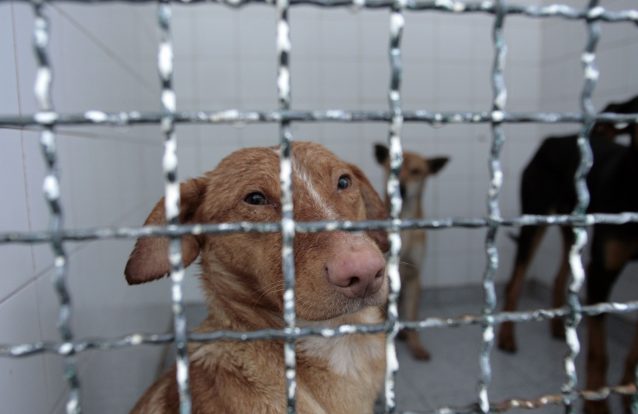 655 processos-crime por maus-tratos a animais em 2015
