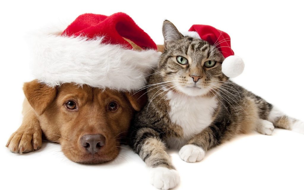 Os animais também têm Natal. Mas, cuidado com o que lhes dá de comer