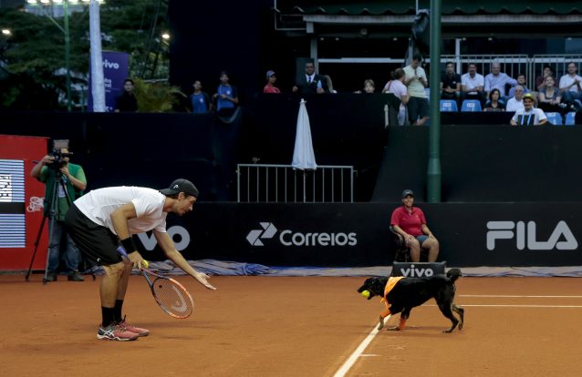 Caés apanha-bolas fazem estreia em torneio de ténis na cidade de São Paulo