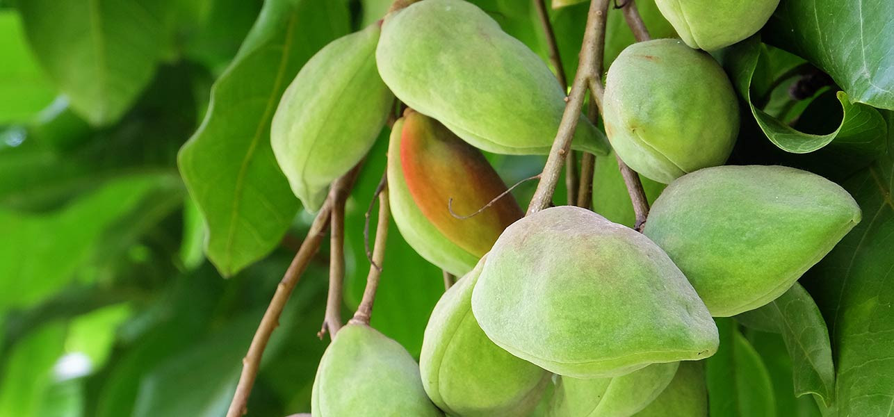 4916-kakadu-plum-for-skin-hair-and-health.jpg