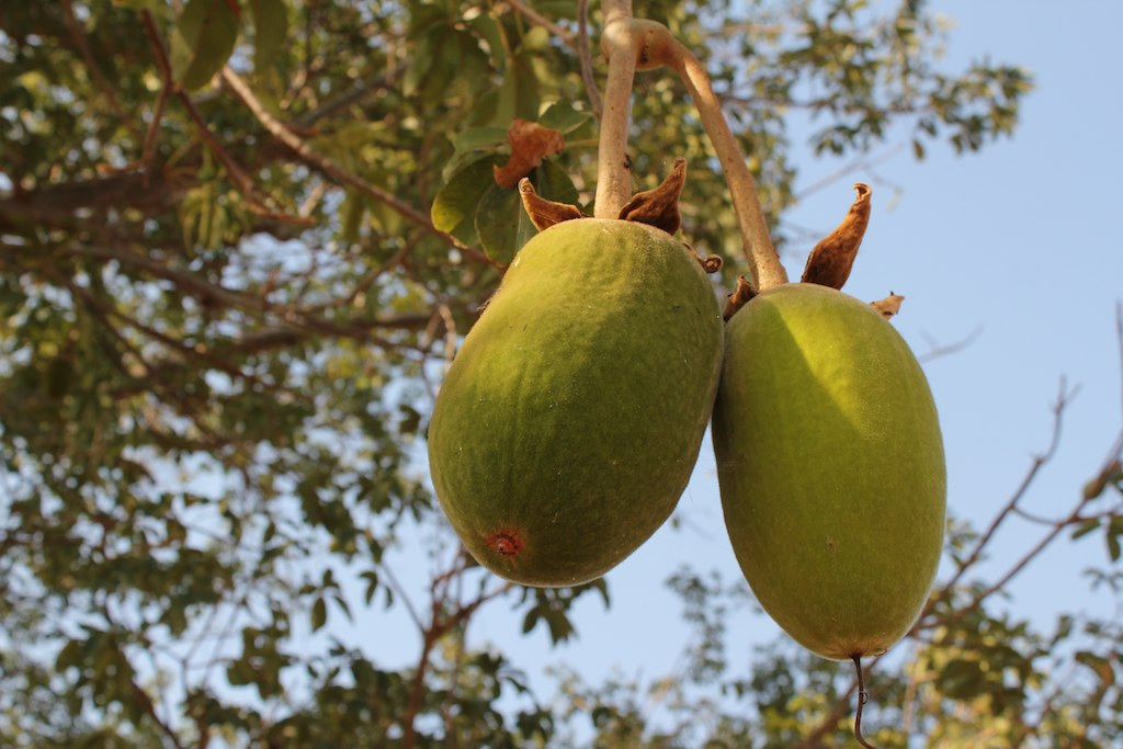 Baobab-1.jpg