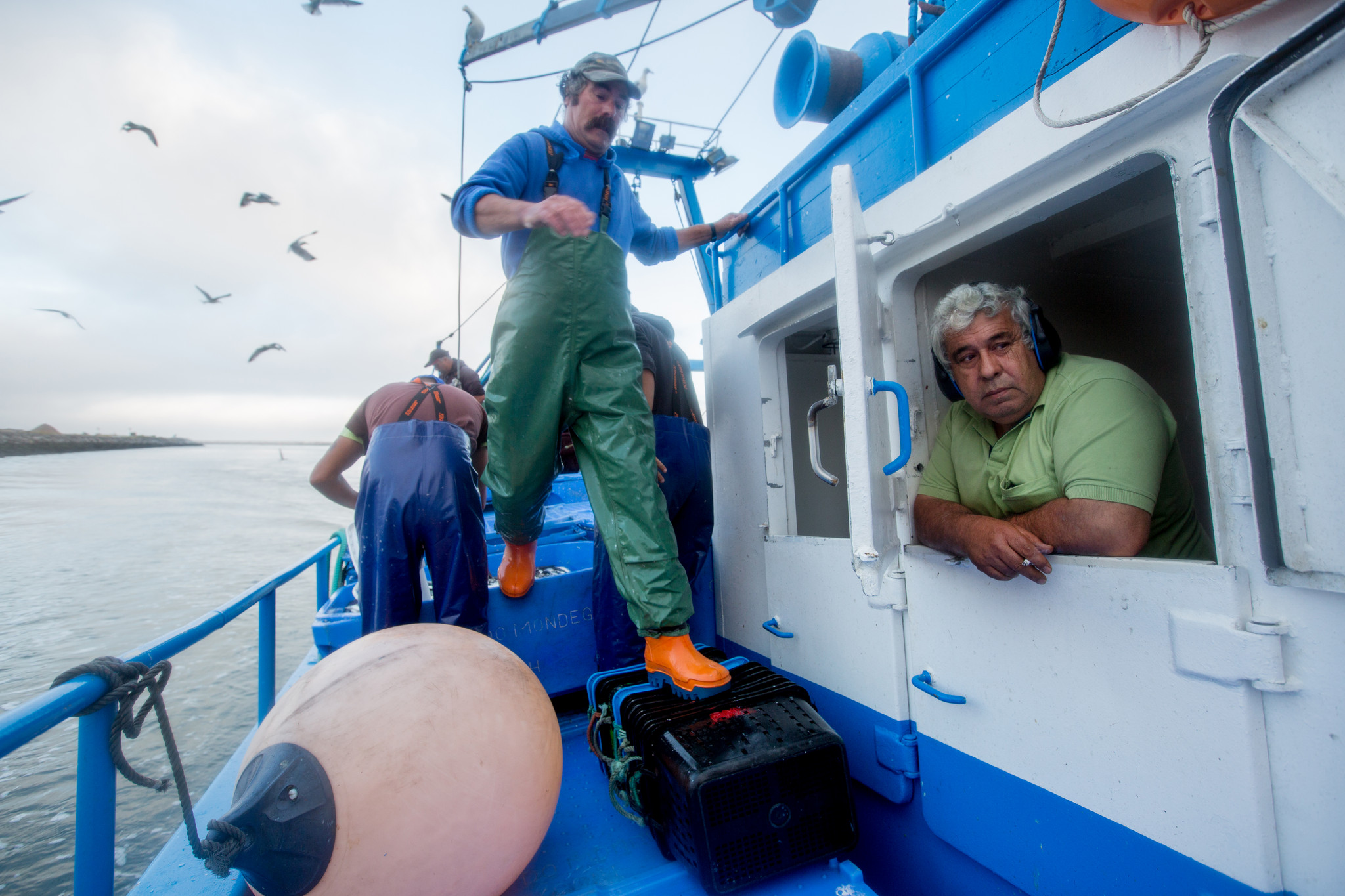 A pesca da sardinha 6