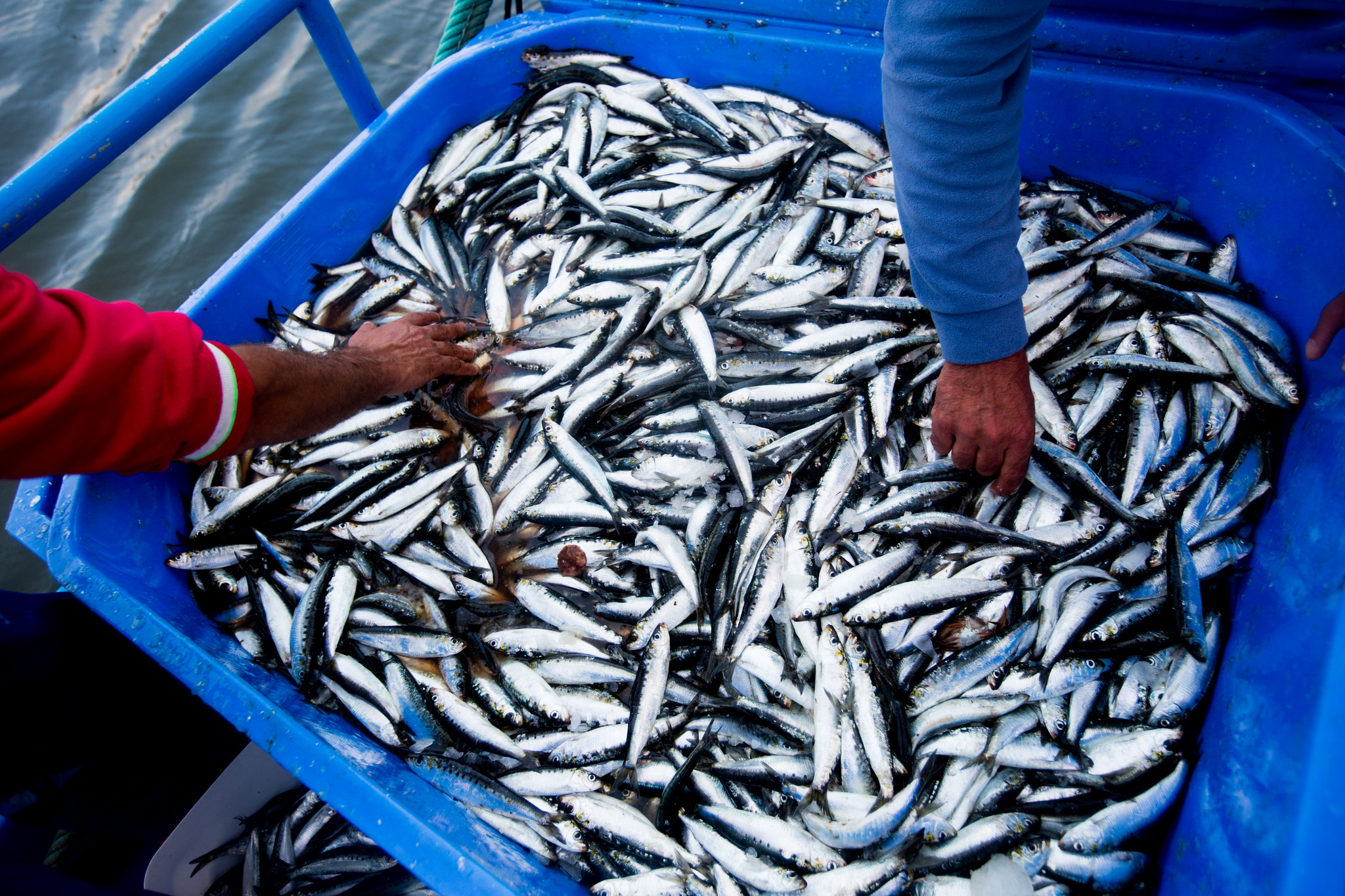 A pesca da sardinha 5